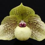 Paph. Mint Chocolate (malipoense x leucochilum) (2" pot)