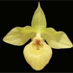 Paph. Norito Hasegawa (2" pot)