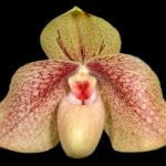 Paphiopedilum Karl Ploberger (hangianum x bellatulum) (2" pot)