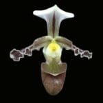 Paphiopedilum Simplicite (tranlienianum x villosum) BS 2 Growths