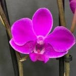 Phalaenopsis Dtps Queen Bear (3.5" pot)