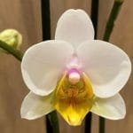Phalaenopsis New Hybrid White Yellow Lip (3.5" pot)