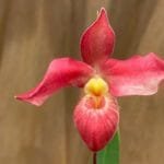 Phrag. Acker's Trinket (Phrag. Hanne Popow × Phrag. Waunakee Sunset)(5" pot) #1