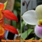 Phrag. Sarah Beth (Magdalene Rose 'Mother' 4N x Schlimii 'Waunakee' (5" pot)