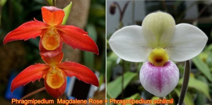 Phrag. Sarah Beth (Magdalene Rose 'Mother' 4N x Schlimii 'Waunakee' (5" pot) - Image 1