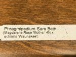 Phrag. Sarah Beth (Magdalene Rose 'Mother' 4N x Schlimii 'Waunakee' (5" pot) - Image 9