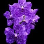 Vanda Pakchong Blue (2" pot)