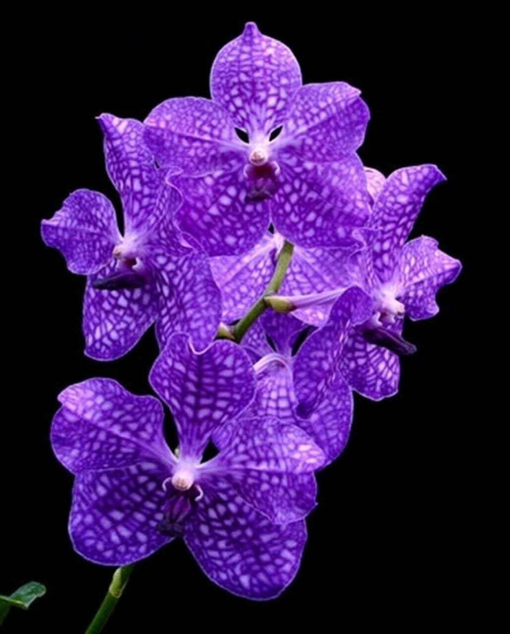 Vanda Rhynchostylis Everything Orchids