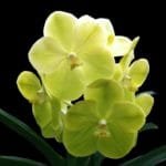 Vanda Somsri Gold (4" pot)