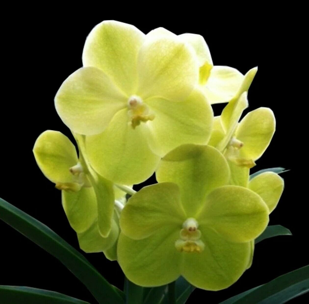 Vanda Rhynchostylis Everything Orchids