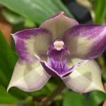 Zypgopetalum Tst. Melinda Marie "Blue Moon" (3" pot)