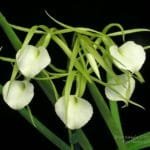 B. Little Stars (4" pot)