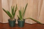 B. Little Stars (4" pot) - Image 3