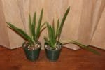 B. Little Stars (4" pot) - Image 4