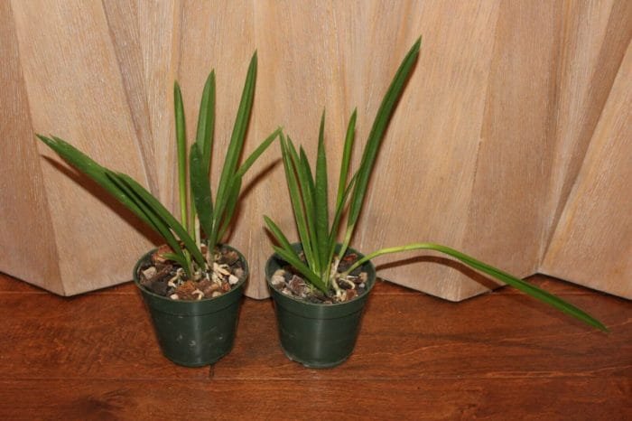 B. Little Stars (4" pot) - Image 4