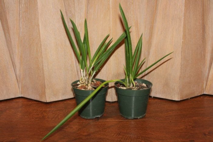 B. Little Stars (4" pot) - Image 5