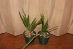 B. Little Stars (4" pot) - Image 6