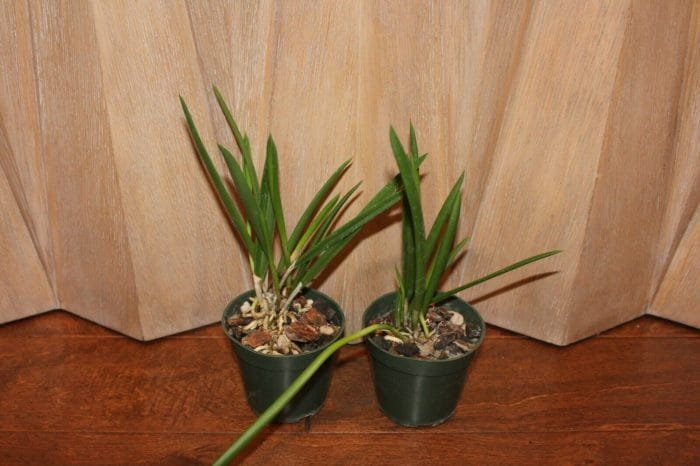 B. Little Stars (4" pot) - Image 6