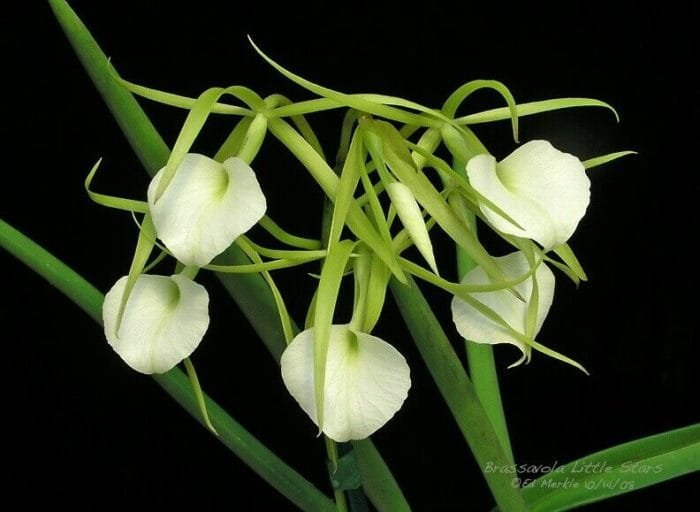 B. Little Stars (4" pot) - Image 1