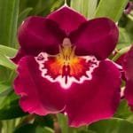 Mps. Edie Brown (Arnold Linsman Hot & Spicy’ x Hajime Ono Maui Fall)