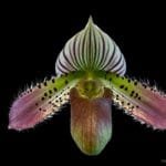 Paph. Acmodontum x Hilo Citron (4" pot)