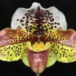 Paph. Fellini (Luther Pass x Razzmatazz) (3.5" pot)