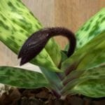 Paph. Hsinying Sceptre x Laserlight 'Green Centre' (3.5" pot)