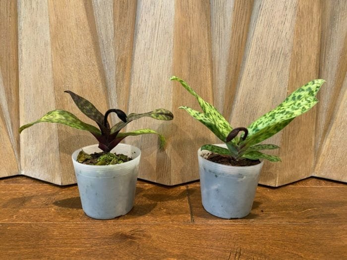 Paph. Hsinying Sceptre x Laserlight 'Green Centre' (3.5" pot) - Image 4