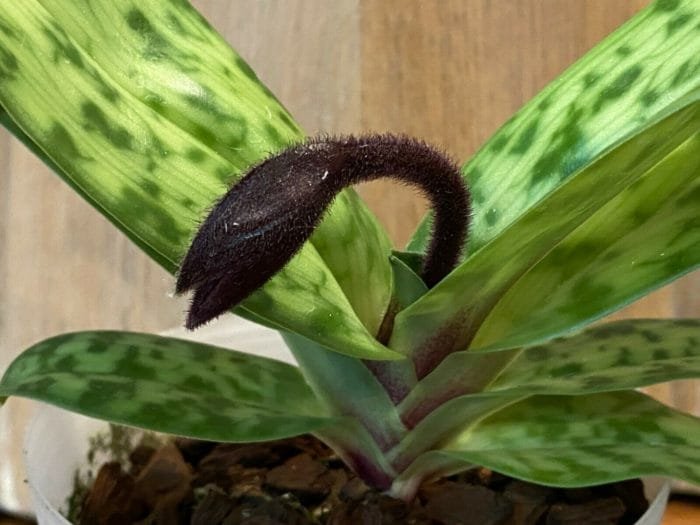 Paph. Hsinying Sceptre x Laserlight 'Green Centre' (3.5" pot) - Image 1