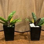 Paph. Lorraines Pride (Satchel's Legend Haley Suzanne x Shunan Pride BS (2" pot)