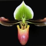 Paph. Mastersianum BS (2" pot)