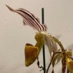 Paph. Mount Toro (stonei x phillippinense Dr. Henry Walbrum) 4 Growths, 4" pot