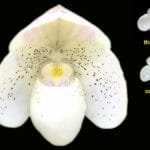 Paph. Payakka Kodkod (thaianum x concolor) BS (2" pot)