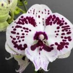 Phalaenopsis Large Lianher Jellyfish (4.5" pot)