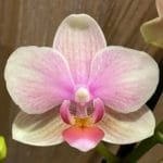 Phalaenopsis New Hybrid Novelty Color (3.5" pot)