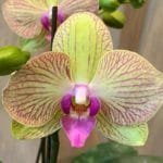 Phalaenopsis Shulong Emerald (4" pot)