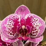 Phalaenopsis OX Happy Girl “Pink Panther” 2 Plants Per Pot (4" pot)