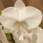 Phalaenopsis Younghome Snow White (4.5" pot)