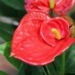 Anthurium Mini Red Double Flower in 4" pot
