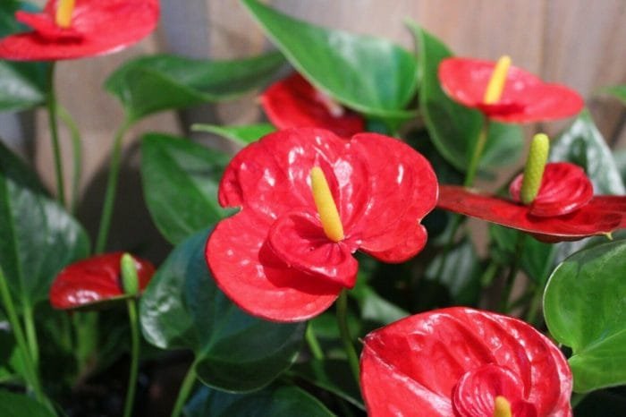 Anthurium Mini Red Double Flower in 4" pot - Image 3