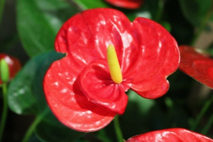 Anthurium Mini Red Double Flower in 4" pot - Image 7
