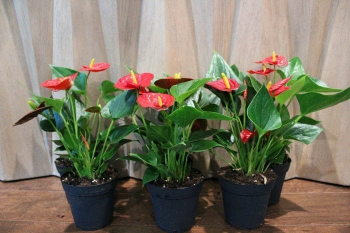 Anthurium Mini Red Double Flower in 4" pot - Image 8