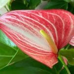 Anthurium Novelty Large Plant 6" pot