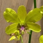 Dendrobium Golden Bells (4" pot)