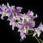 Dendrobium Hawaii Stripes (Roy Tokunaga x Nida) (4" pot)