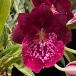 Miltoniops Evergreen Premier ( Miltoniopsis Limelight × Miltoniopsis Lilac Time)