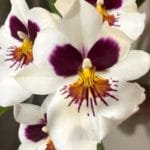 Miltoniopsis Rene Komoda x Pierre Langeron