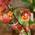 Odontoglossum Howeara Lava Burst 'Pacific Sunrise'  (3" pot)