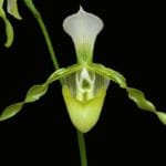 Paph. Dianthum var. Album ('Albino Beauty' x 'White Heritage' bs (3.5" pot)