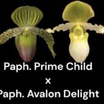 Paph. Prime Child x Avalon Delight (4.5” pot)